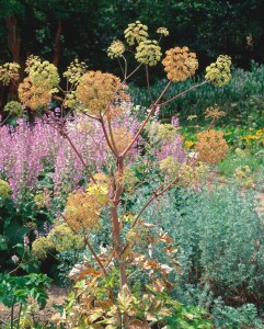 Angelica archangelica 11 cm Topf - Größe nach Saison