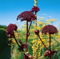 Angelica archangelica 11 cm Topf - Größe nach Saison