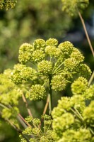 Angelica archangelica 11 cm Topf - Größe nach Saison