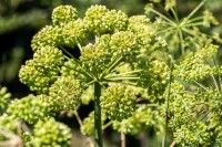 Angelica archangelica 11 cm Topf - Größe nach Saison