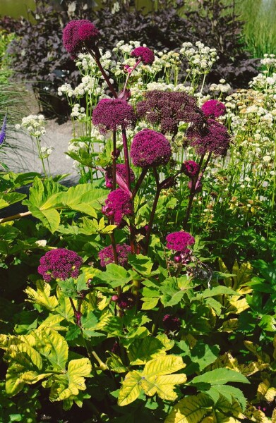 Angelica gigas 11 cm Topf - Größe nach Saison