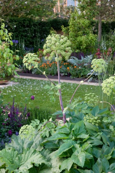 Angelica sylvestris 11 cm Topf - Größe nach Saison