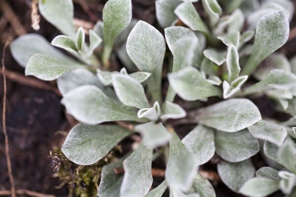 Antennaria dioica 9 cm Topf - Größe nach Saison