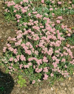 Antennaria dioica 9 cm Topf - Größe nach Saison