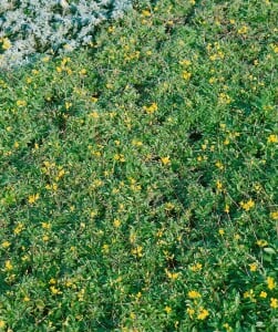 Antennaria dioica 9 cm Topf - Größe nach Saison