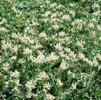 Antennaria dioica 9 cm Topf - Größe nach Saison