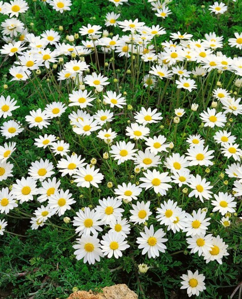 Anthemis carpatica Karpatenschnee 9 cm Topf - Größe nach Saison