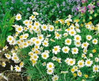 Anthemis carpatica Karpatenschnee 9 cm Topf - Größe nach Saison