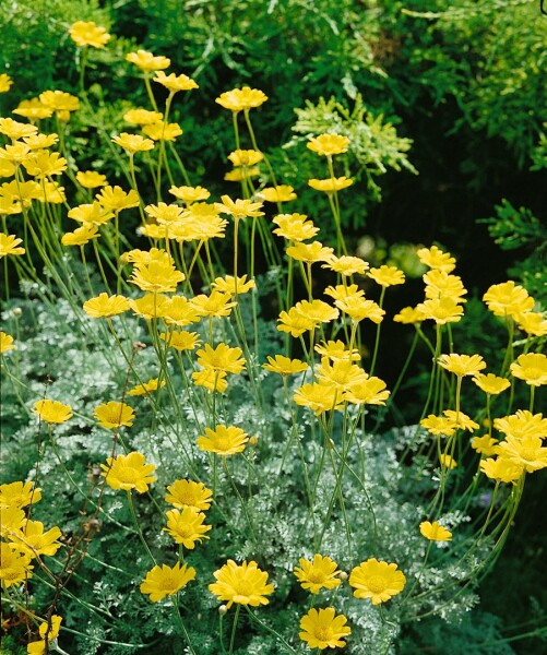 Anthemis marschalliana 9 cm Topf - Größe nach Saison