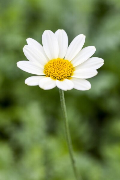 Anthemis tinctoria Sauce Hollandaise 9 cm Topf - Größe nach Saison