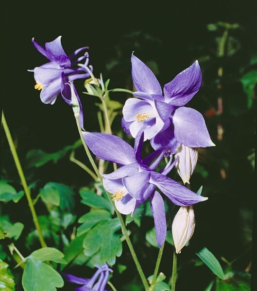 Aquilegia alpina 9 cm Topf - Größe nach Saison