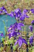 Aquilegia alpina 9 cm Topf - Größe nach Saison