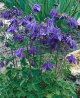 Aquilegia alpina 9 cm Topf - Größe nach Saison