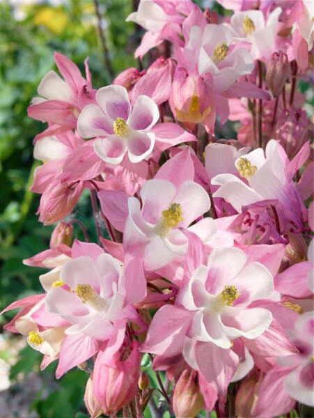 Aquilegia caerulea Biedermeier 9 cm Topf - Größe nach Saison