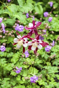 Aquilegia caerulea Biedermeier 9 cm Topf - Größe nach Saison