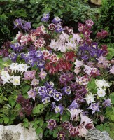 Aquilegia caerulea Biedermeier 9 cm Topf - Größe nach Saison