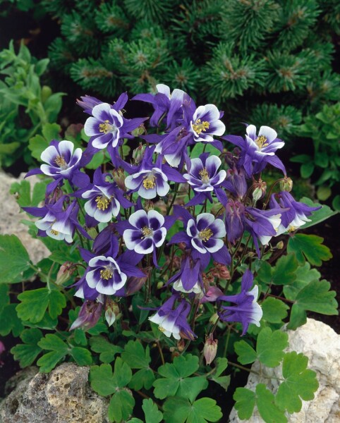 Aquilegia caerulea Blue Star 9 cm Topf - Größe nach Saison