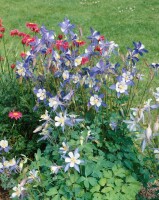 Aquilegia caerulea Blue Star 9 cm Topf - Größe nach Saison