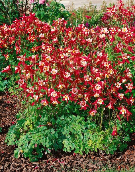 Aquilegia caerulea Crimson Star 9 cm Topf - Größe nach Saison