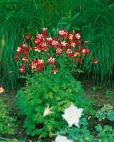 Aquilegia caerulea Crimson Star 9 cm Topf - Größe nach Saison