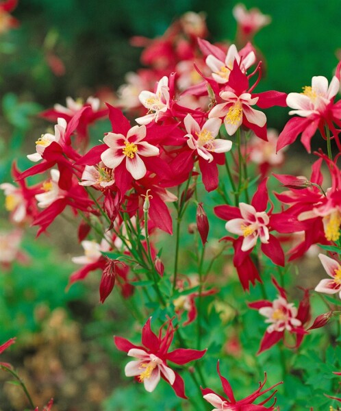 Aquilegia caerulea Red Hobbit 9 cm Topf - Größe nach Saison