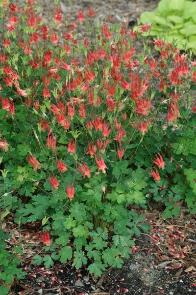 Aquilegia canadensis Little Lanterns 9 cm Topf - Größe nach Saison