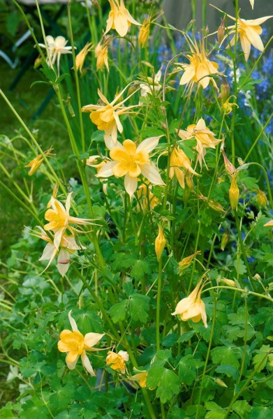 Aquilegia chrysantha Yellow Queen 9 cm Topf - Größe nach Saison