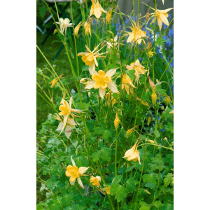 Aquilegia chrysantha Yellow Queen 9 cm Topf -...
