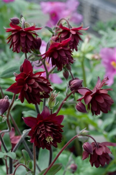 Aquilegia cult.Ruby Port 9 cm Topf - Größe nach Saison