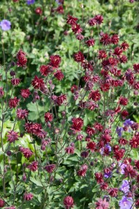 Aquilegia cult.Ruby Port 9 cm Topf - Größe nach Saison