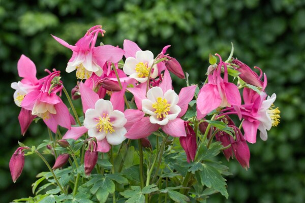 Aquilegia flab.Spring Magic Rosa-Weiß 9 cm Topf - Größe nach Saison