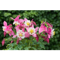 Aquilegia flab.Spring Magic Rosa-Weiß 9 cm Topf -...