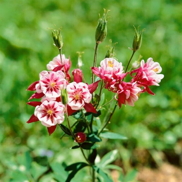 Aquilegia vulgaris Winky Rot-Weiß 9 cm Topf - Größe nach Saison