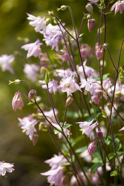 Aquilegia vulgaris 9 cm Topf - Größe nach Saison