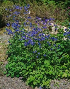 Aquilegia vulgaris 9 cm Topf - Größe nach Saison