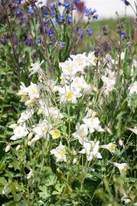 Aquilegia vulgaris 9 cm Topf - Größe nach Saison