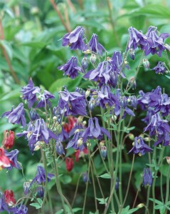 Aquilegia vulgaris 9 cm Topf - Größe nach Saison