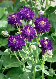 Aquilegia vulgaris 9 cm Topf - Größe nach Saison