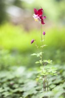 Aquilegia vulgaris 9 cm Topf - Größe nach Saison