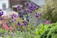 Aquilegia vulgaris 9 cm Topf - Größe nach Saison