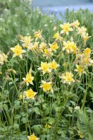 Aquilegia vulgaris 9 cm Topf - Größe nach Saison