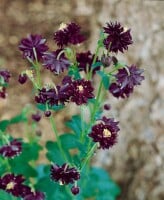 Aquilegia vulgaris 9 cm Topf - Größe nach Saison