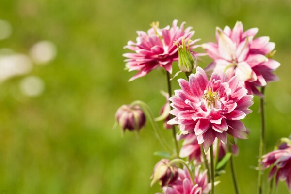 Aquilegia vulgaris Nora Barlow 9 cm Topf - Größe nach Saison