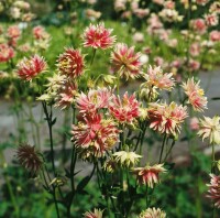 Aquilegia vulgaris Nora Barlow 9 cm Topf - Größe nach Saison