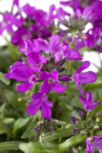 Arabis blepharophylla 9 cm Topf - Größe nach...