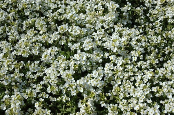 Arabis caucasica Schneehaube 9 cm Topf - Größe nach Saison