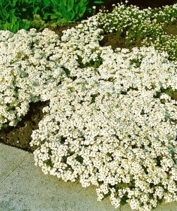 Arabis caucasica Schneehaube 9 cm Topf - Größe nach Saison