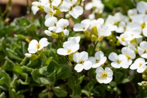 Arabis caucasica Schneehaube 9 cm Topf - Größe nach Saison