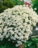 Arabis caucasica Schneehaube 9 cm Topf - Größe nach Saison