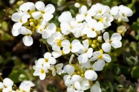 Arabis caucasica Schneehaube 9 cm Topf - Größe nach Saison